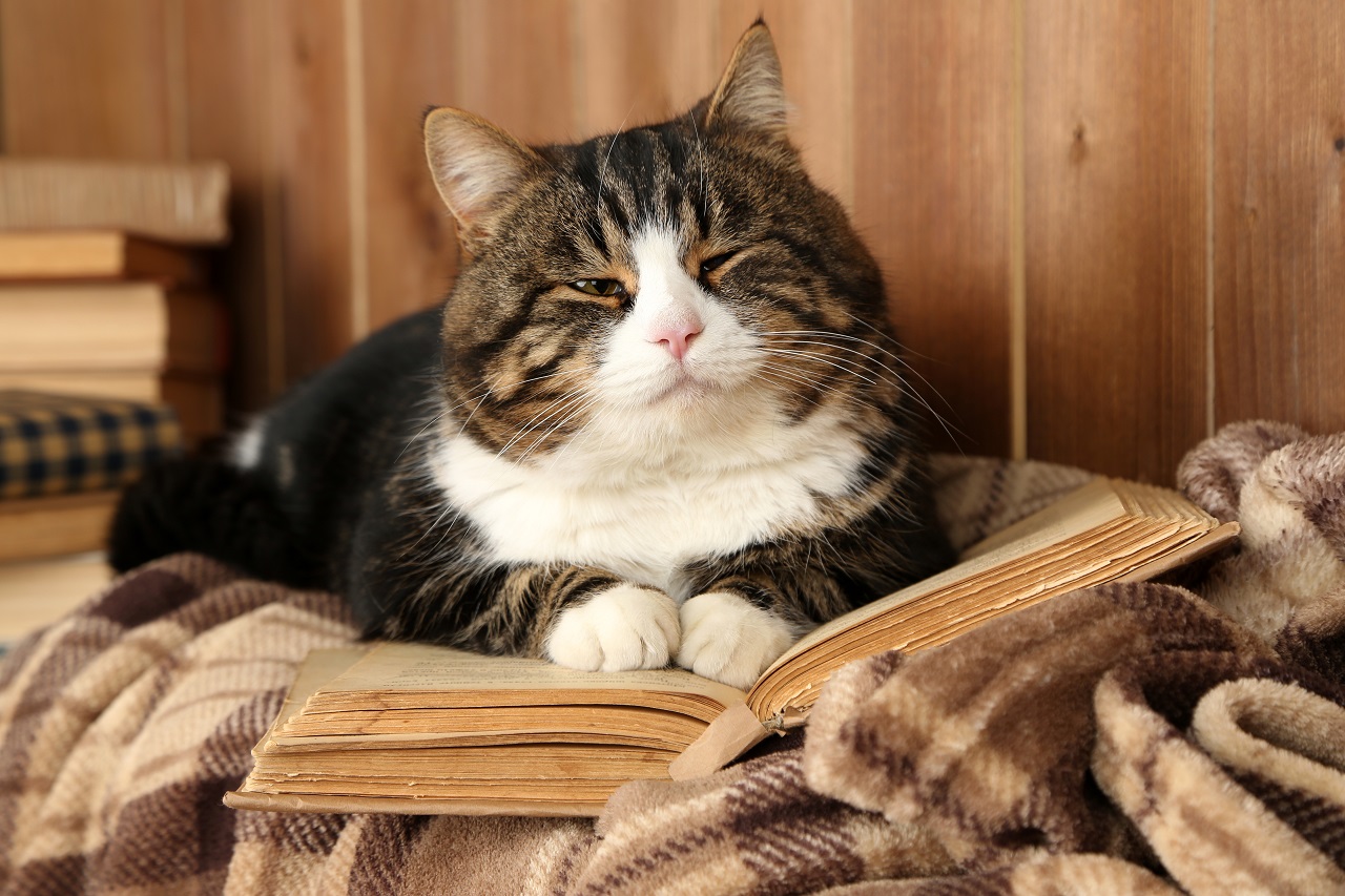 Il gatto che voleva salvare i libri una riflessione accorata sul potere dei libri e della