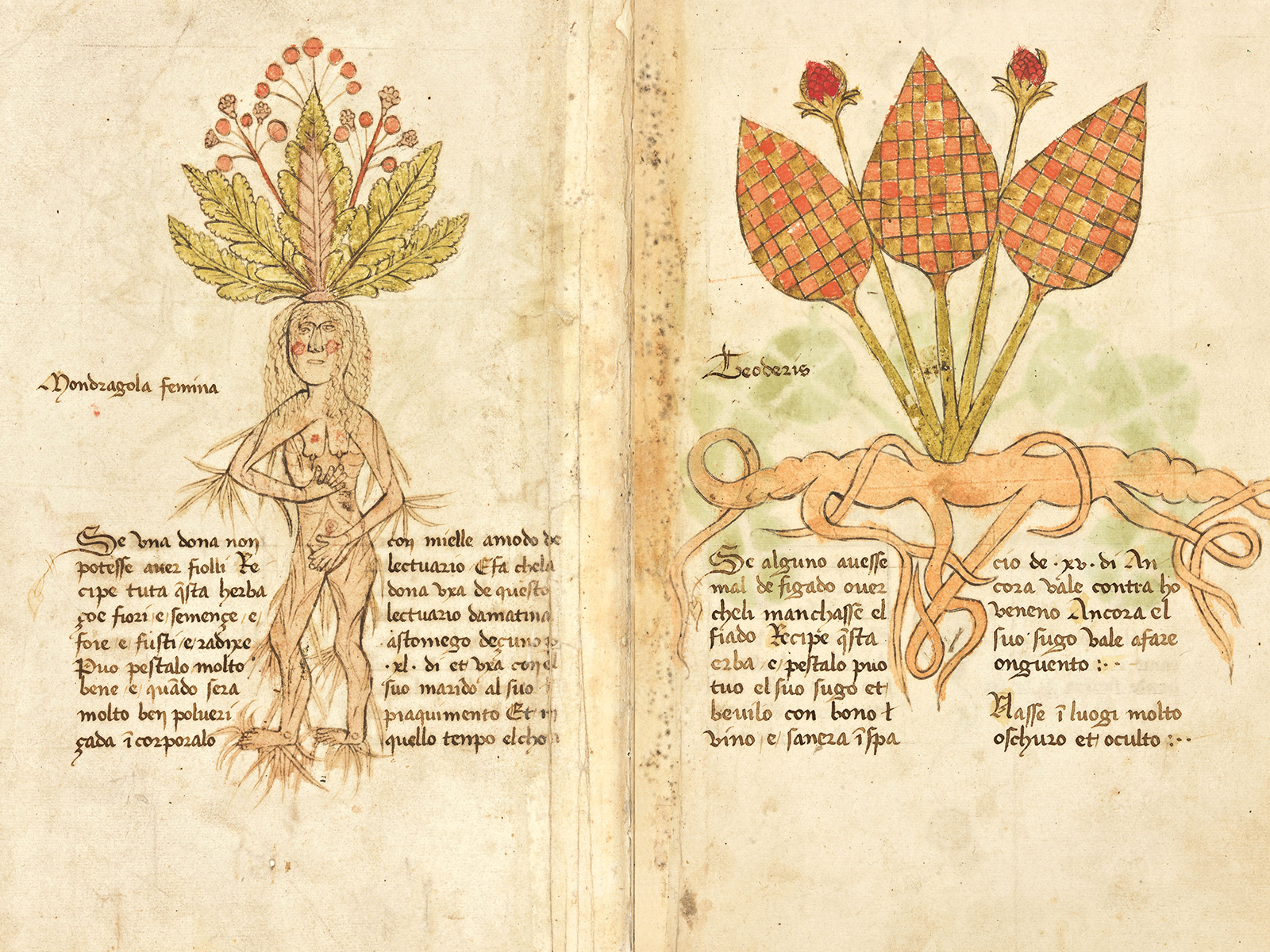 hortus mirabilis piante letteratura (5)