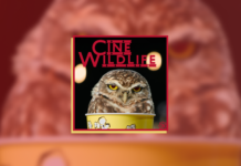 Cine Wildlife – Spooky Night: consigli “leggeri” per la notte di Halloween cinema cartoni infanzia