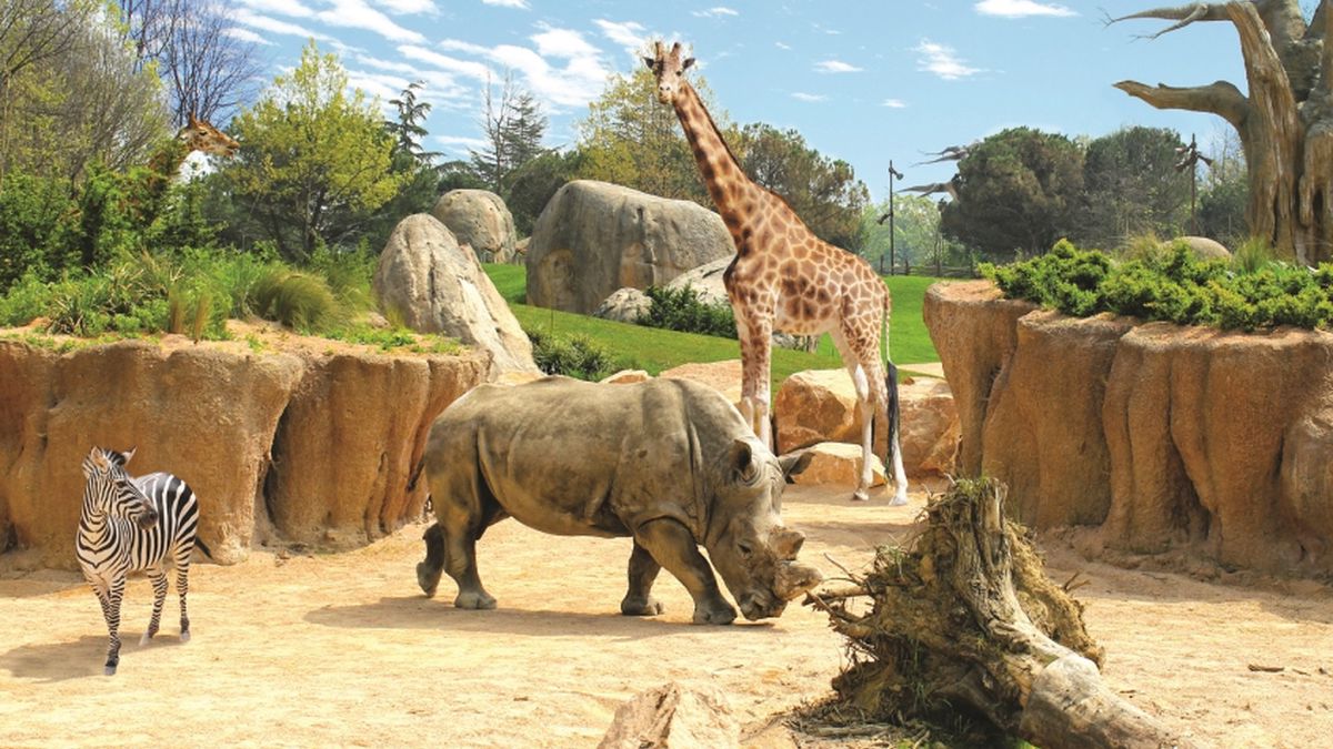 animal crossing bioparco zoom torino